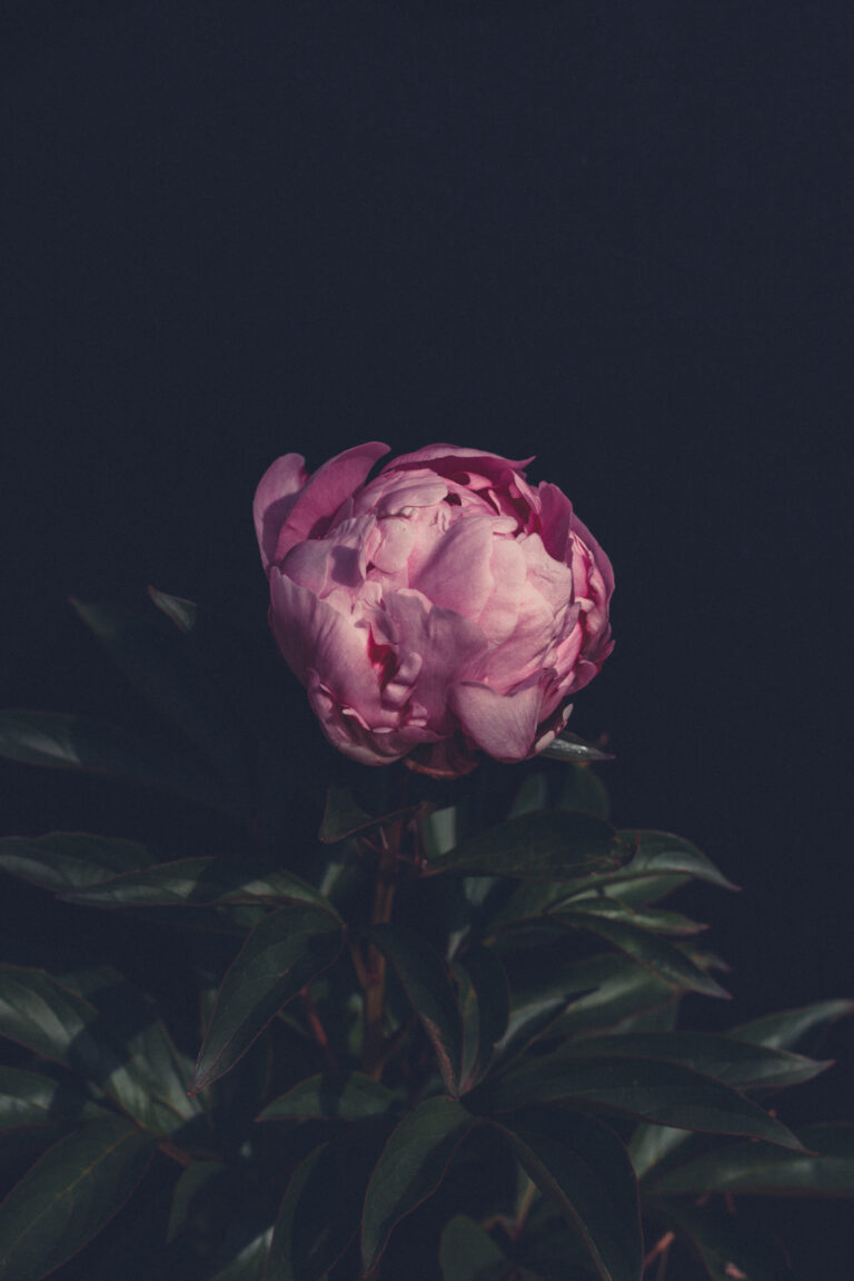 Peony_AlexanderFleming (13 of 15)