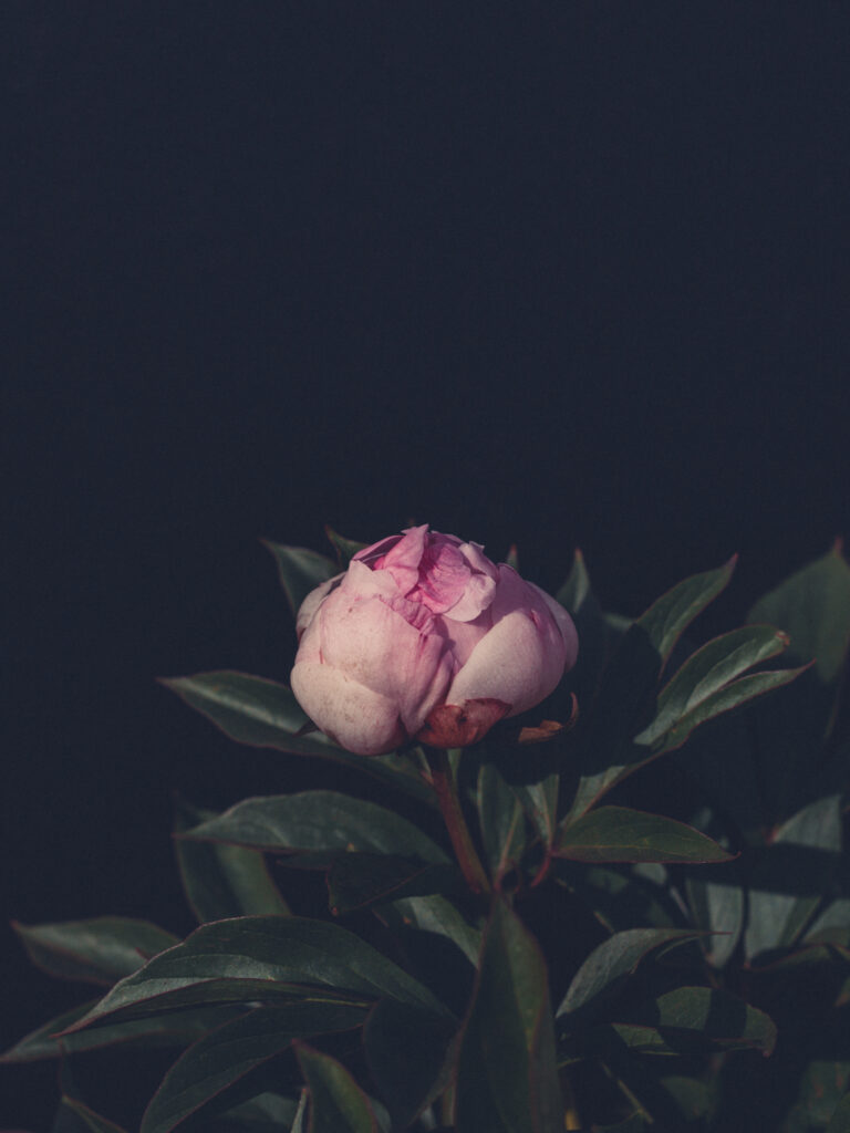 Peony_AlexanderFleming (6 of 15)