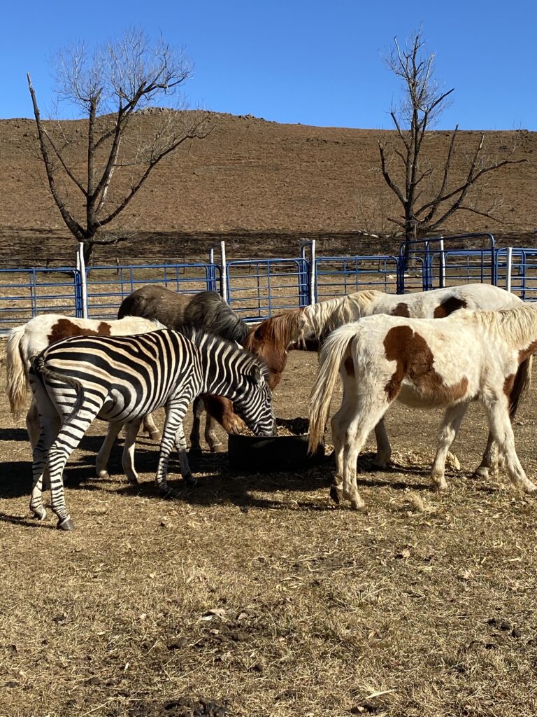 horse and zebra